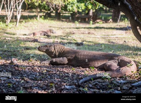 Komodo Dragon in Indonesia Stock Photo - Alamy