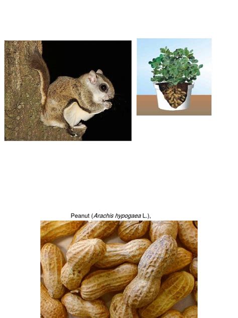 Is a Peanut a Fruit or Vegetable? The Surprising Truth Revealed - Hunter Games Magazine