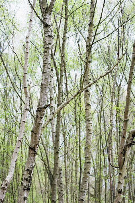 Silver Birch Trees Betula Pendula Photograph By Gustoimagesscience