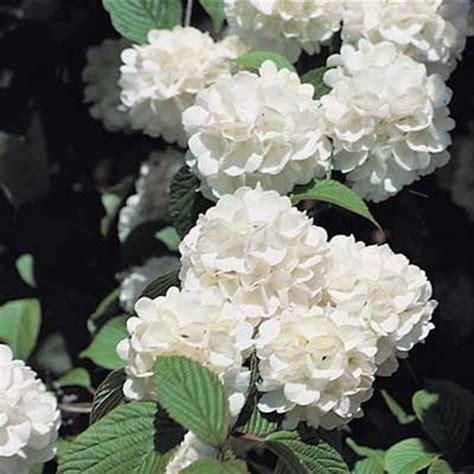 Snowball Tree Viburnum Opulus