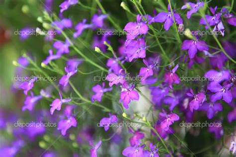 Purple forget me not flowers. — Stock Photo © iriana88w #12873382