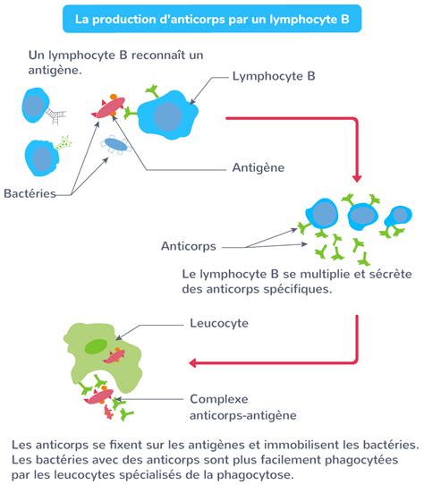 Schématiser la production d anticorps par les lymphocytes B 3e