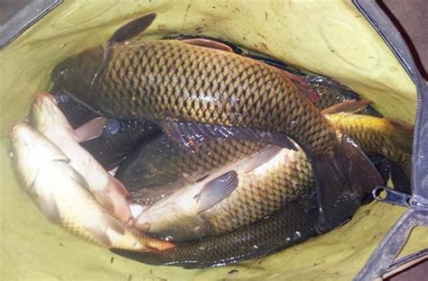 秋雨過後釣鯉魚，釣魚高手教你如何打窩，並推薦一款好用的窩料！ 每日頭條