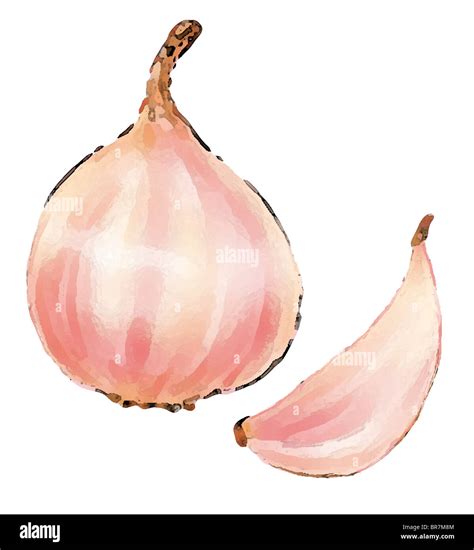 Garlic Bulb Drawing