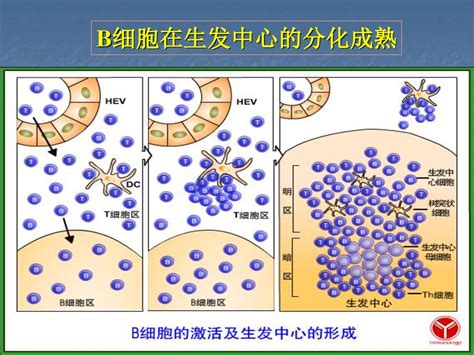 B淋巴细胞介导的 体液免疫应答 1172019 青海大学医学院免疫学教研室 Ppt Download