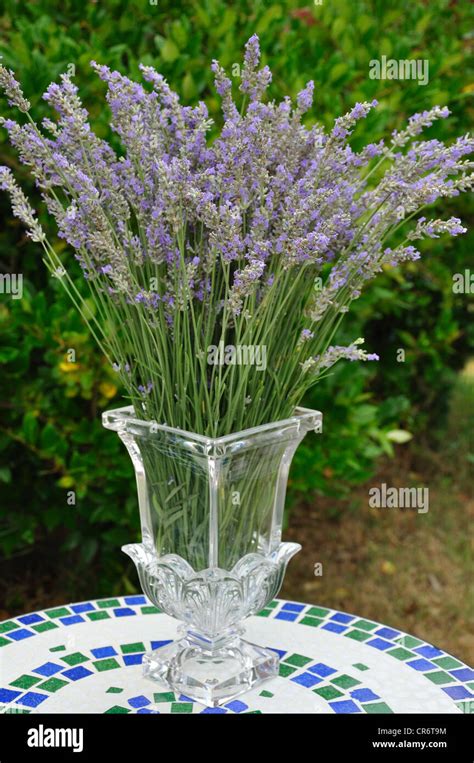 Herb garden - lavender Stock Photo - Alamy