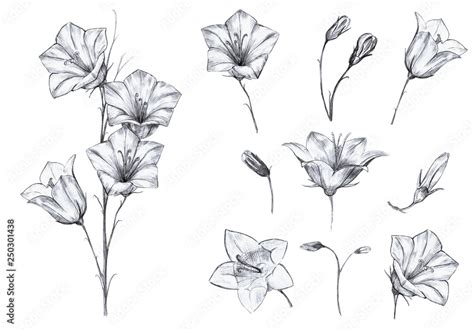 Hand Drawn Floral Set Of Isolated Objects With Graphic Bluebell Flowers