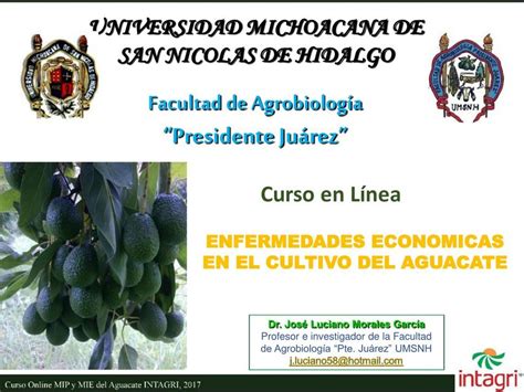 Enfermedades Econ Micas En El Cultivo Del Aguacate Franklin Minaya