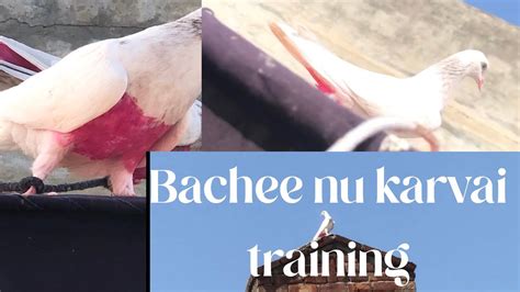 Bachee Ko Chatri Par Pjs Kaiser Kre And Bachee Nu Karvai Training