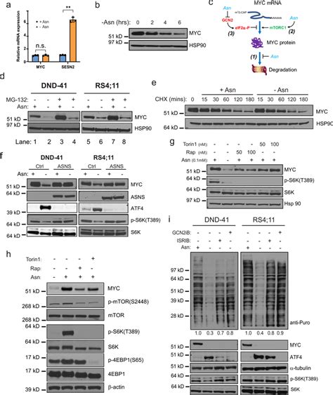 Asparagine Regulates Myc Protein Expression Post Transcriptionally A