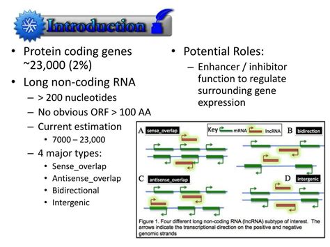 Ppt Long Non Coding Rna Powerpoint Presentation Free Download Id