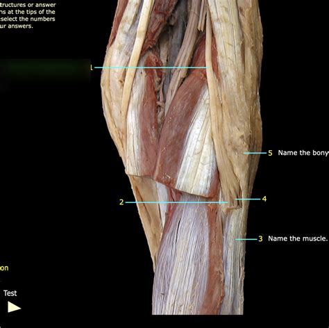 Superficial Fibular Nerve Diagram Quizlet