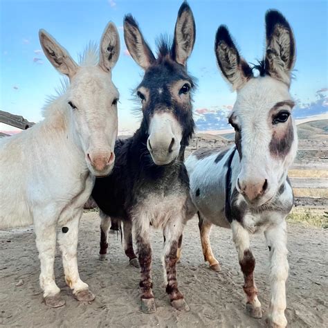 Mini Donkey: The Perfect Pet? - Double Donkey Ranch