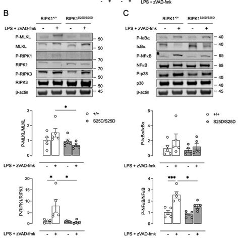 RIPK1S25D S25D Macrophages Are Protected Against LPS ZVAD Fmk Induced