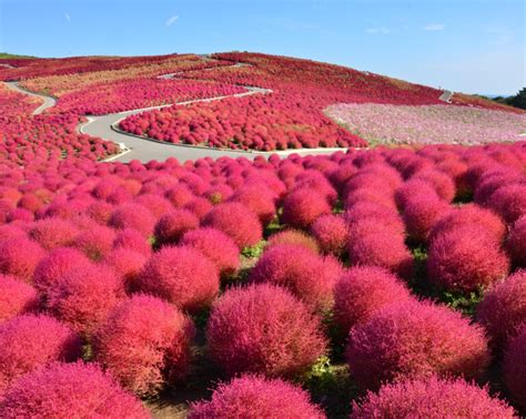 12 Incredible and Interesting Things to do in Ibaraki, Japan