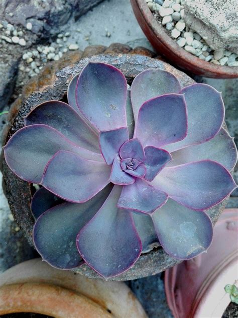 Echeveria Cacti And Succulents Echeveria Succulents