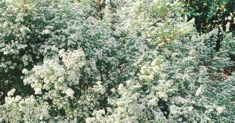 Aster Cordifolius Silver Spray Pflanze Pflege Tipps Floragard