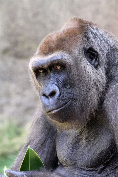 Gorilla Smirk Stock Photos Free And Royalty Free Stock Photos From