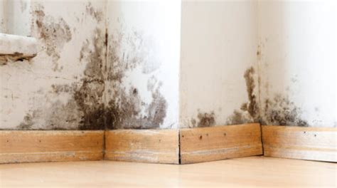 How to get rid of mould on walls - Cleaning Mate