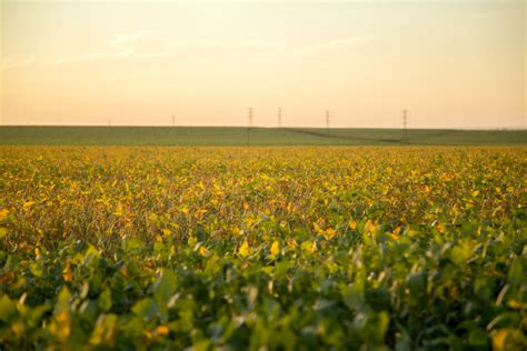 Brasil Deve Exportar At Milh Es De Toneladas De Soja Em Outubro E