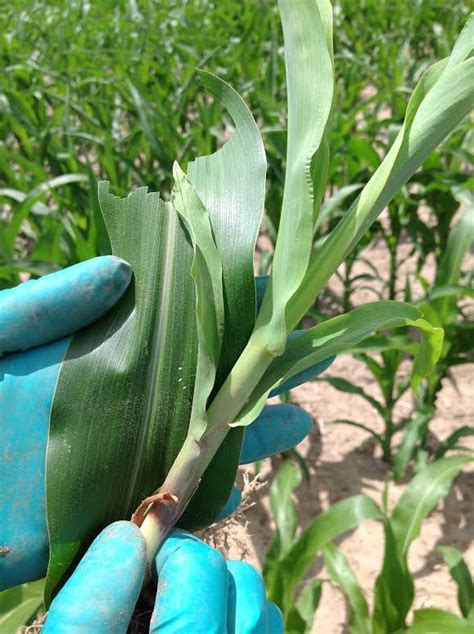 Transgenic Corn Canadian Corn Pest Coalition Ccpc