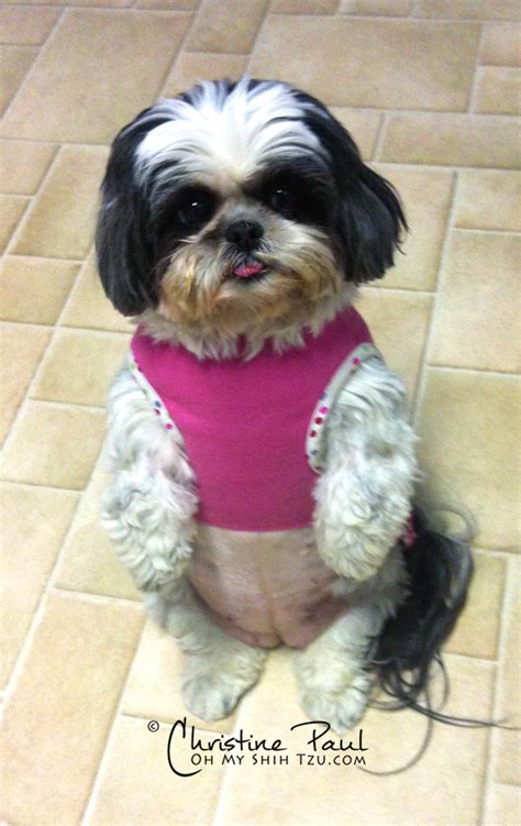 My Little Fat To Fit Dog Week 1 Oh My Shih Tzu