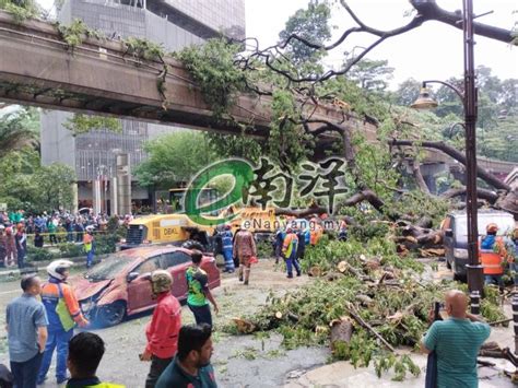 【视频】大雨树倒砸多车 司机从“扁车”中逃生