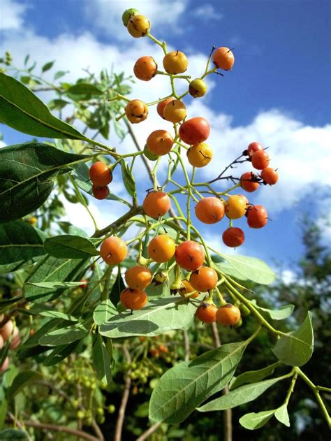 South Florida Native Flowering Trees