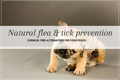 Natural Flea and Tick Prevention | Pooch Dog Spa News