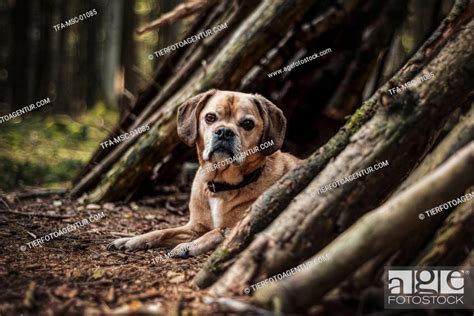 Lying Puggle Stock Photo Picture And Rights Managed Image Pic Tfa