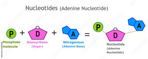 Nucleotides. Adenine Nucleotide structure. A nucleotide is the basic ...