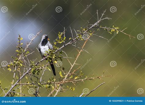 Namaqua Dove In Kruger National Park South Africa Stock Image Image