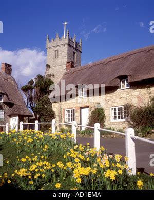 Daffodils Spring Godshill Isle Of Wight England UK Stock Photo Alamy