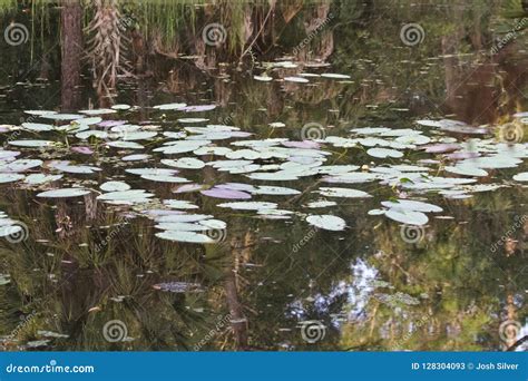 Lily Pads On A Pond Stock Image Image Of Lily Vegetation 128304093