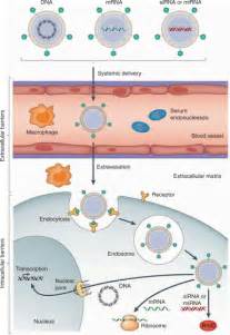 Production And Clinical Development Of Nanoparticles For Gene Delivery Molecular Therapy