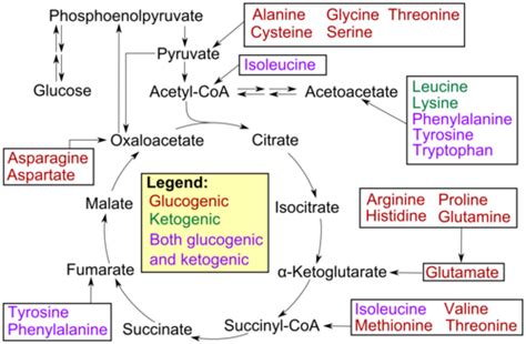 Amino Acid Metabolism Unfinished Flashcards Quizlet