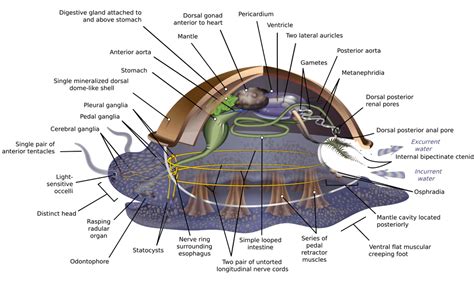 Evolution Of Molluscs Wikiwand