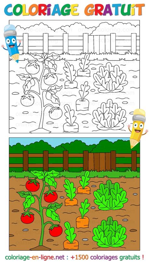 Coloriage Légumes Poussant Dans Le Jardin Potager Coloriage à