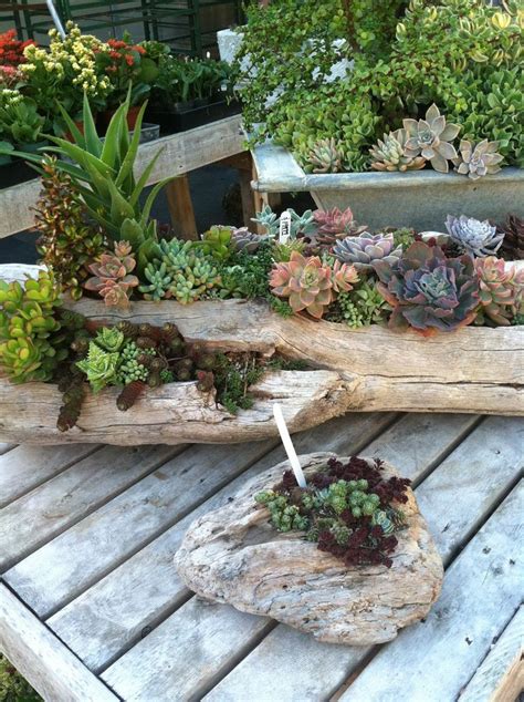 Succulent In Wood Log Succulents In Old Wood Craft And Diy Ideas