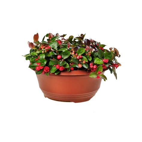 Gartenkrone Scheinbeere Gaultheria Procumbens Big Berry Max