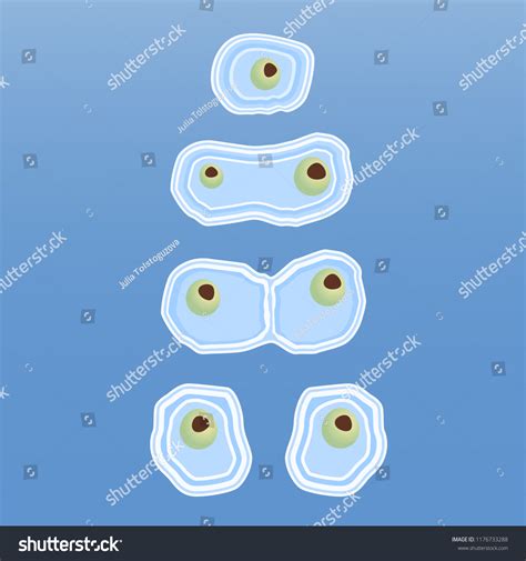 Mitosis Diagram Mitotic Phases Illustration Showing 스톡 벡터로열티 프리