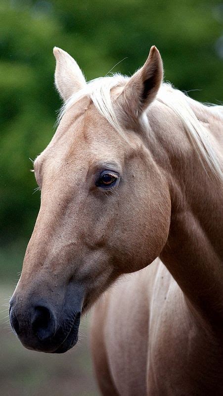 Horsefaceeyes57856640x1136 Horse Face Horses Beautiful Horses