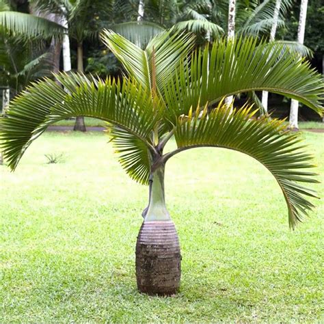 25 Feet Hyophorbe Lagenicaulis Royal Palm Tree Bottle Palm For Garden