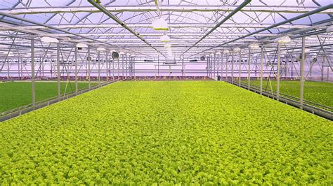 Best Hydroponic Farm Greenhouse Hd Wallpaper Pxfuel