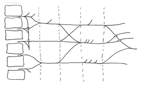 Brachial Plexus Diagram | Quizlet