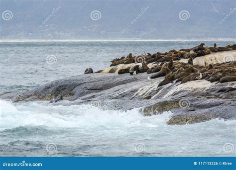 South Africa Seal Island stock photo. Image of animals - 117113226