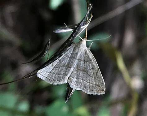 Zanclognatha Pedipilalis Bugguide Net