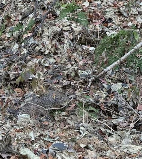 Un chien traîne sa mère jusqu à un tas de feuilles et il y a quelqu un