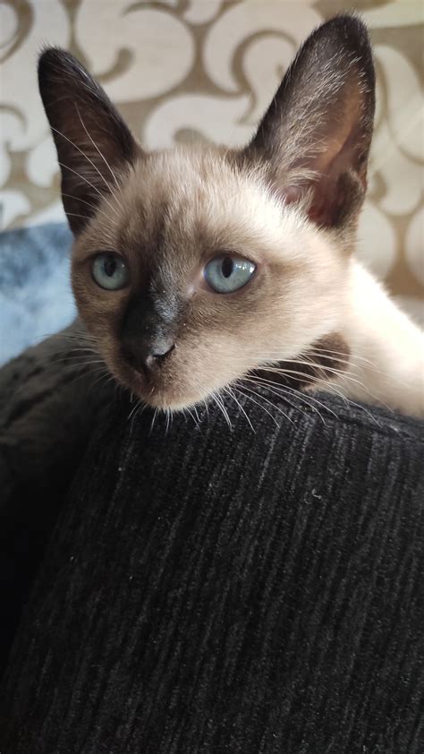 Siamese cat eye colour | TheCatSite