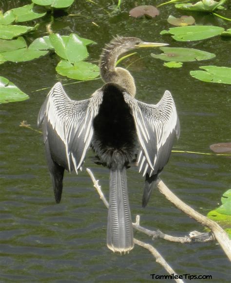 Animals along the Anhinga Trail at the Everglades National Park